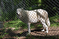 Wolf Conservation Center